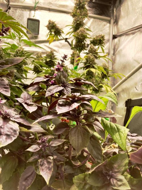 🥊🥧🍧🐐☕️🐓🔩🍌. Week 12 - 2/24 Dark Opal Basil and BPP RF3