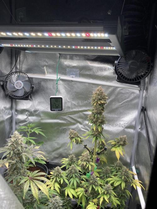 🥊🥧🍧🐐☕️🐓🔩🍌. Week 12