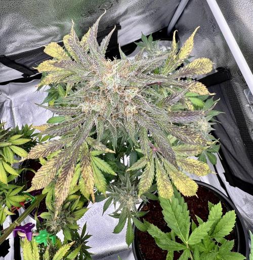 🥊🥧🍧🐐☕️🐓🔩🍌. Week 12 - OG Triploid