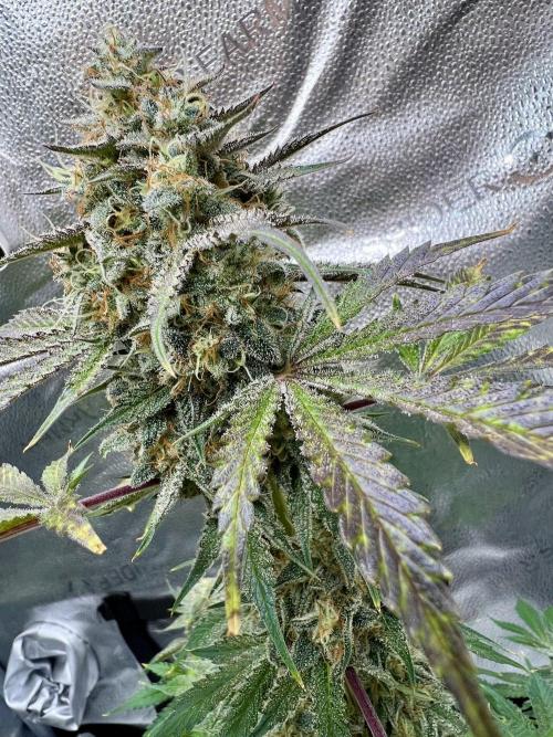 🥊🥧🍧🐐☕️🐓🔩🍌. Week 12 - OG Triploid