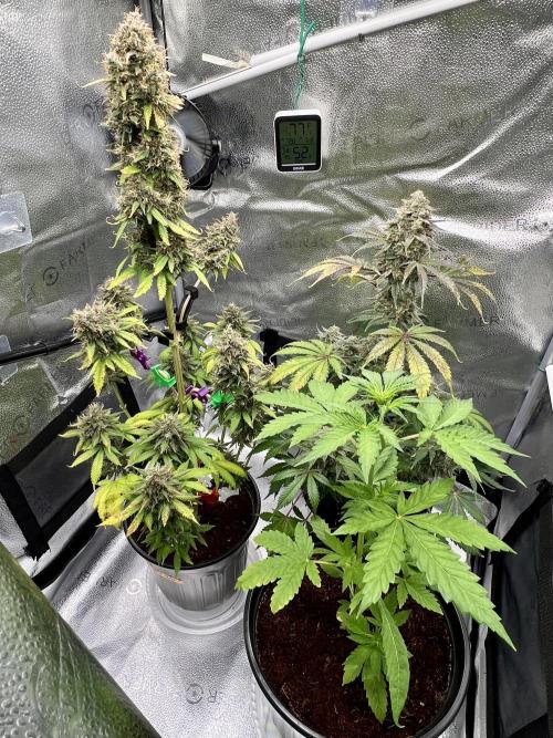🥊🥧🍧🐐☕️🐓🔩🍌. Week 12 - BPP RF3 & OG Triploid. CBG Relife Auto front