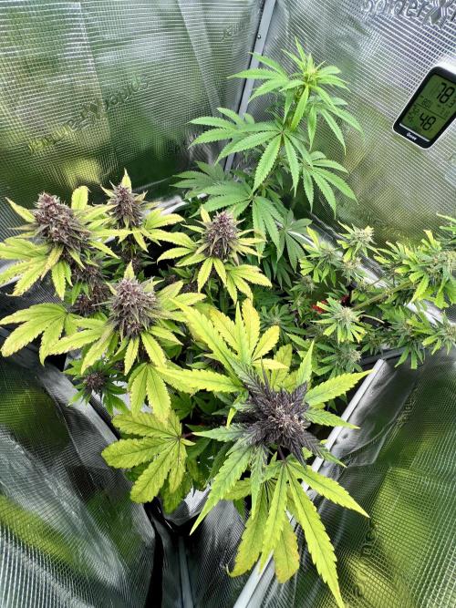 🥊🥧🍧🐐☕️🐓🔩🍌. Week 12 - TC Cookies & Pink Kush front