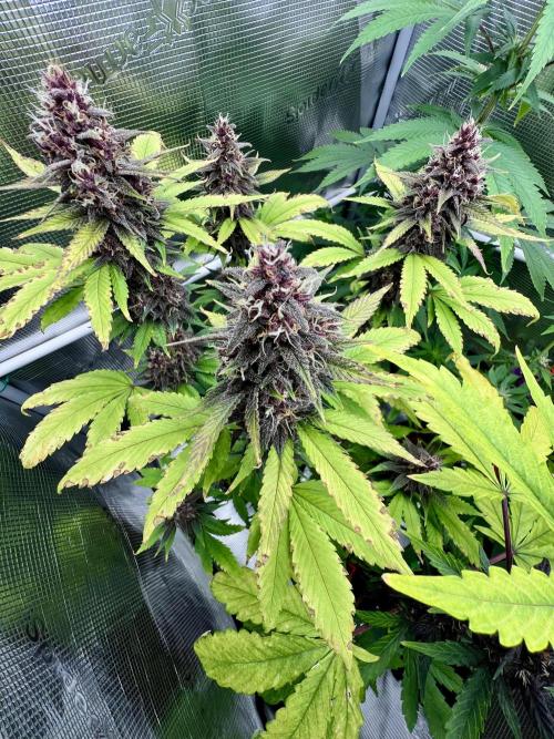 🥊🥧🍧🐐☕️🐓🔩🍌. Week 12 - TC cookies auto by fast buds 