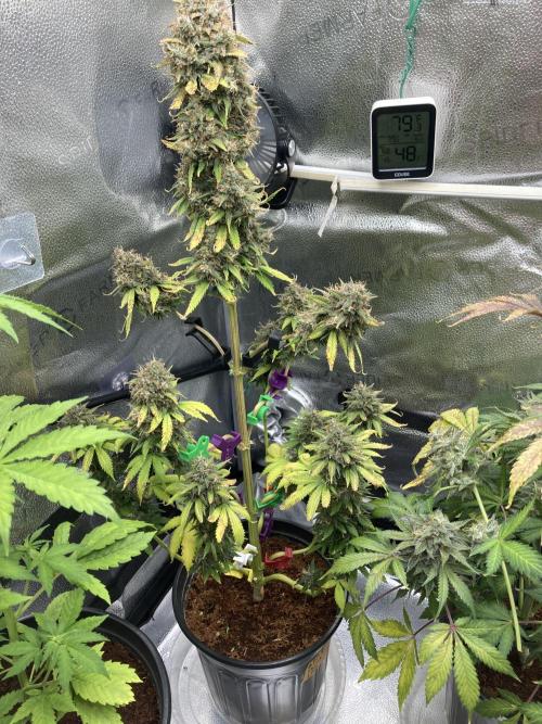 🥊🥧🍧🐐☕️🐓🔩🍌. Week 12