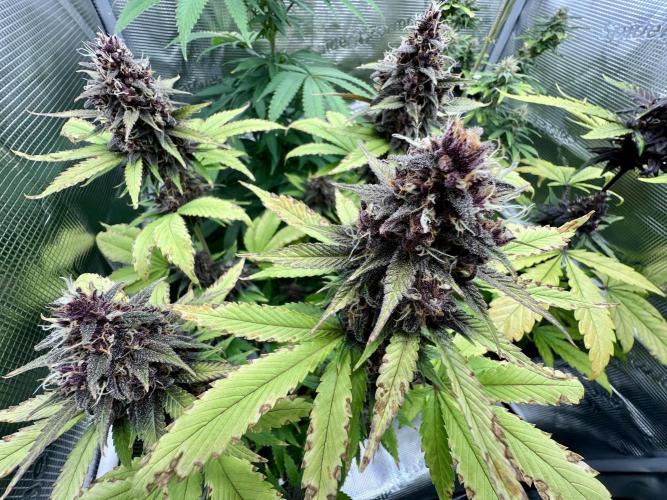 🥊🥧🍧🐐☕️🐓🔩🍌. Week 13 - Tropicana cookies, auto by fast buds