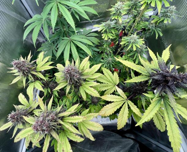 🥊🥧🍧🐐☕️🐓🔩🍌. Week 13 - Tropicana cookies left CBD auto right