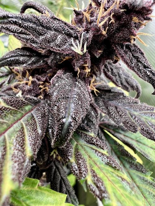 🥊🥧🍧🐐☕️🐓🔩🍌. Week 13 - Pink Kush CBD auto by seedsman