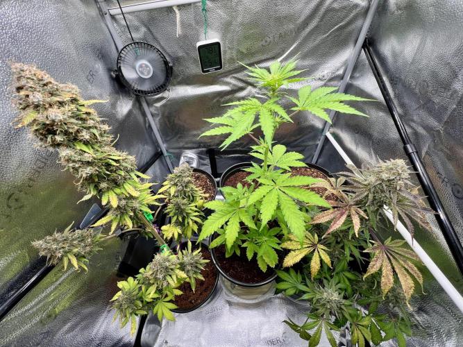 🔥📦RF3 AUTO by Fast Buds. Week 3