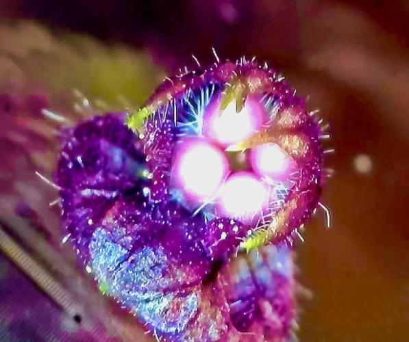 🥊🥧🍧🐐☕️🐓🔩🍌. Week 13 - 3/2 3pm Dark Opal Basil seed pod