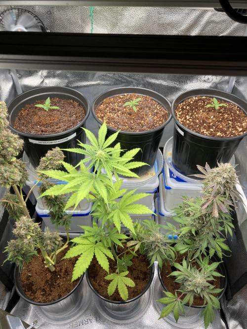 🔥📦RF3 AUTO by Fast Buds. Week 3 - 3/5