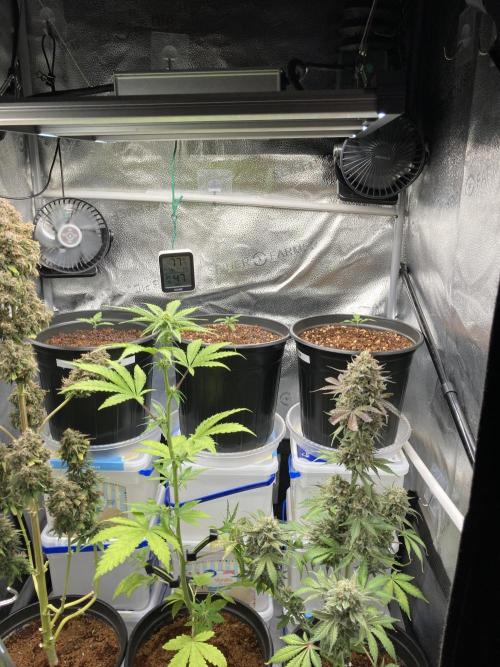 🔥📦RF3 AUTO by Fast Buds. Week 3 - 3/5
