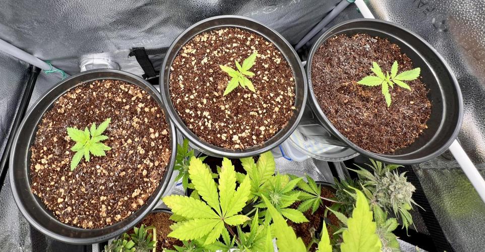 🔥📦RF3 AUTO by Fast Buds. Week 4 - 3/9 6am