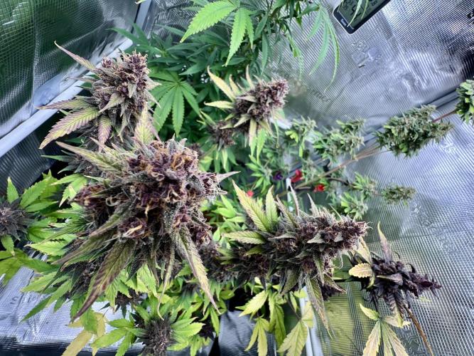 🥊🥧🍧🐐☕️🐓🔩🍌. Week 14