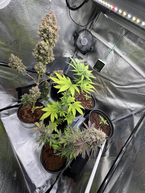 🥊🥧🍧🐐☕️🐓🔩🍌. Week 14
