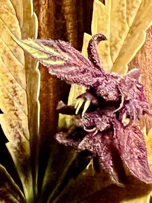 🥊🥧🍧🐐☕️🐓🔩🍌. Week 14 - 3/11 235am PINK KUSH CBD Auto