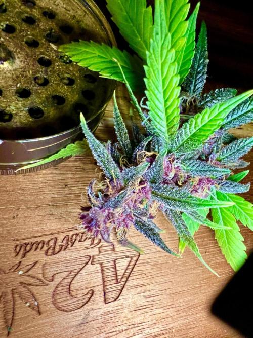 🥊🥧🍧🐐☕️🐓🔩🍌. Week 14 - 3/14 2:45AM Tropicana Cookies Auto by Fast Buds