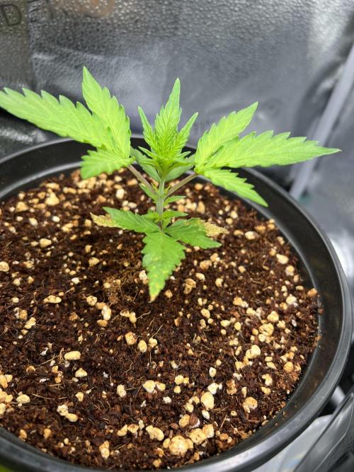 🔥📦RF3 AUTO by Fast Buds. Week 5 - 3/16 234AM