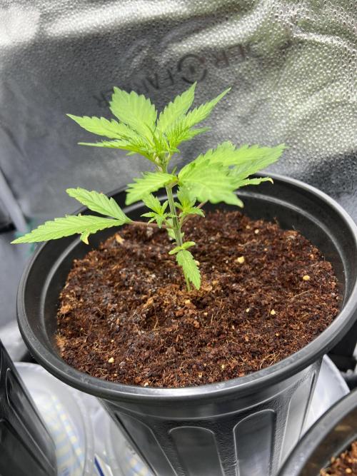 🔥📦RF3 AUTO by Fast Buds. Week 5 - 3/16 234AM