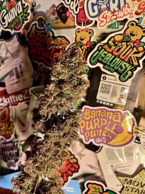 🥊🥧🍧🐐☕️🐓🔩🍌. Week 15 - 3/16  JAR JAR BURNT MY BANANA 