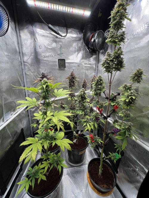 🥊🥧🍧🐐☕️🐓🔩🍌. Week 15 - back Pink Kush CBD Auto, Tropicana Cookies Auto
CBG Relief, GOAT'lato Auto