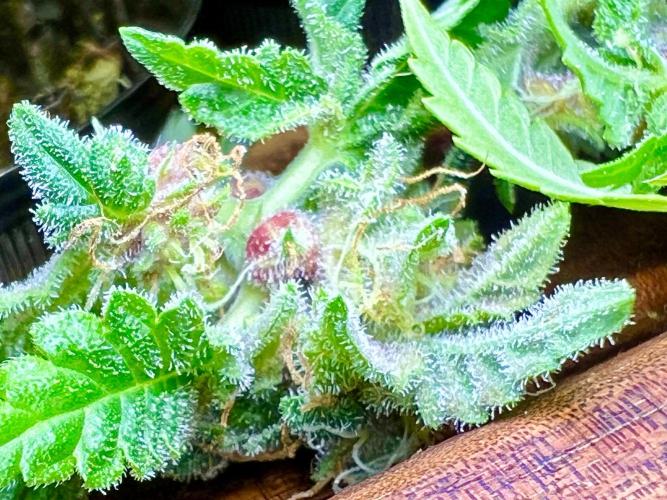 Montel tragic rise fall of Jar Jar Binks. Week 13 - 3/19 445am BKO (Gelato 44 by RQS & Bubbles Blueberry F4 by Grimm Brothers Seeds)