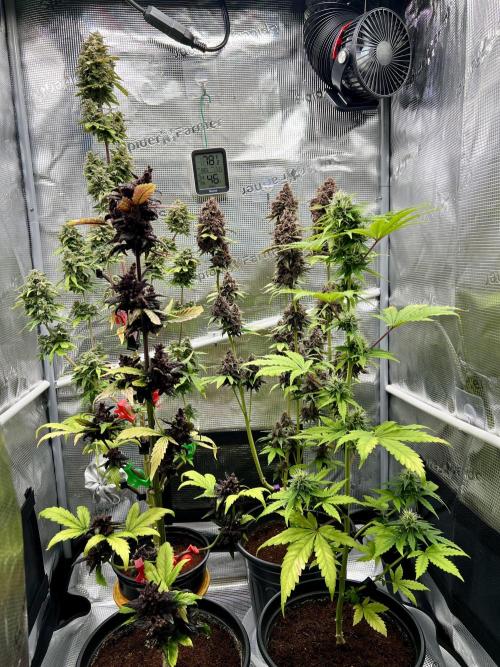 🥊🥧🍧🐐☕️🐓🔩🍌. Week 15