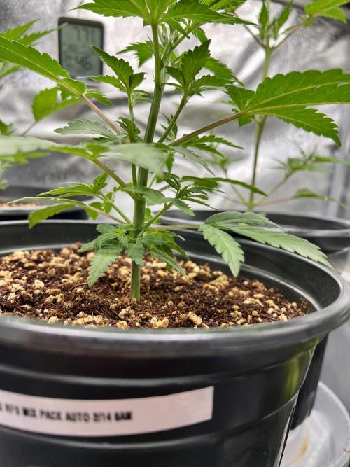 🔥📦RF3 AUTO by Fast Buds. Week 5 - 3/22 3:30 AM