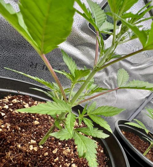 🔥📦RF3 AUTO by Fast Buds. Week 5