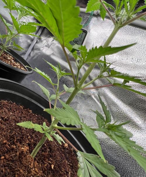 🔥📦RF3 AUTO by Fast Buds. Week 5