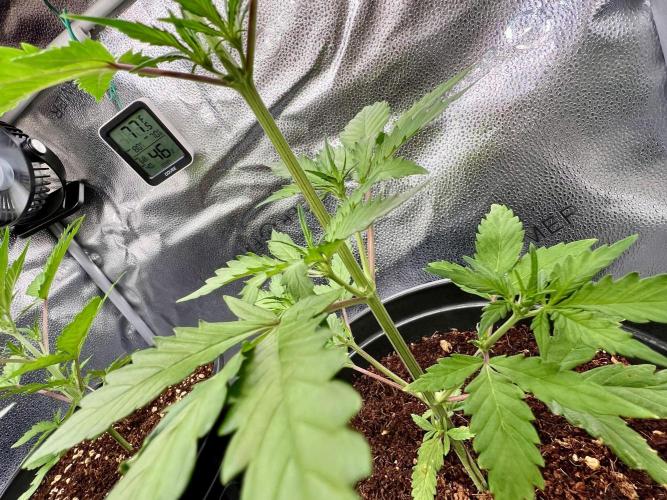 🔥📦RF3 AUTO by Fast Buds. Week 5