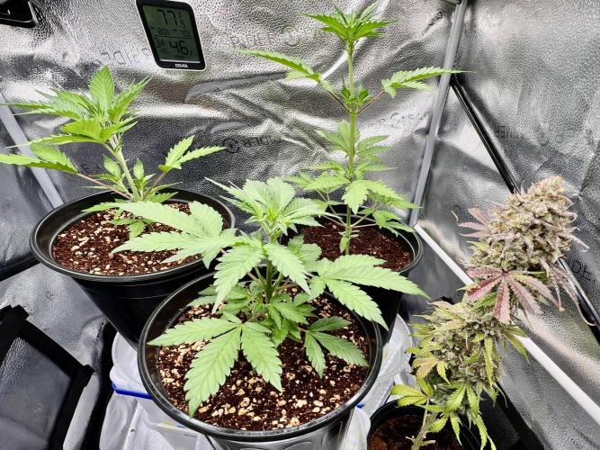 🔥📦RF3 AUTO by Fast Buds. Week 5 - 3/22 3:30 AM