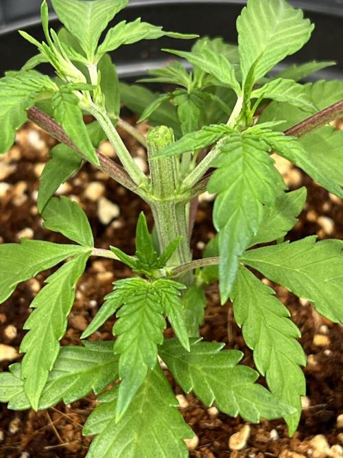 🔥📦RF3 AUTO by Fast Buds. Week 5