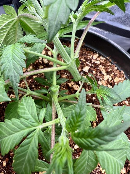 🔥📦RF3 AUTO by Fast Buds. Week 5