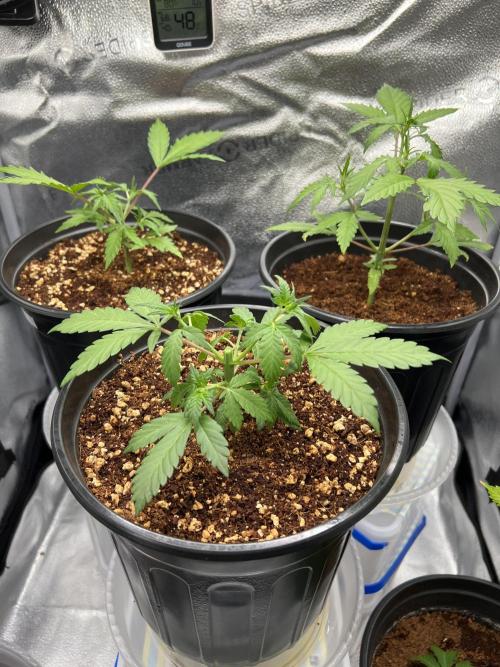 🔥📦RF3 AUTO by Fast Buds. Week 5