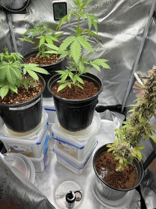 🔥📦RF3 AUTO by Fast Buds. Week 5 - 3/22 3 PM