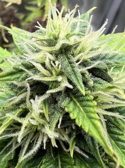 🥊🥧🍧🐐☕️🐓🔩🍌. Week 16 - CBG