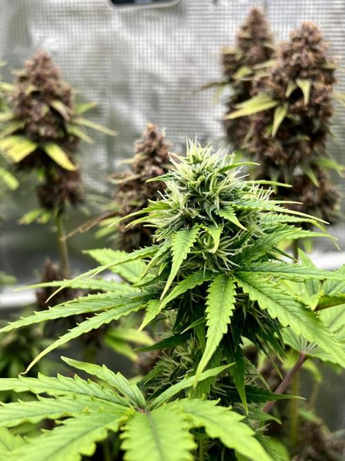🥊🥧🍧🐐☕️🐓🔩🍌. Week 16 - CBG