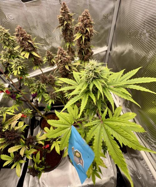 🥊🥧🍧🐐☕️🐓🔩🍌. Week 16 - CBG
