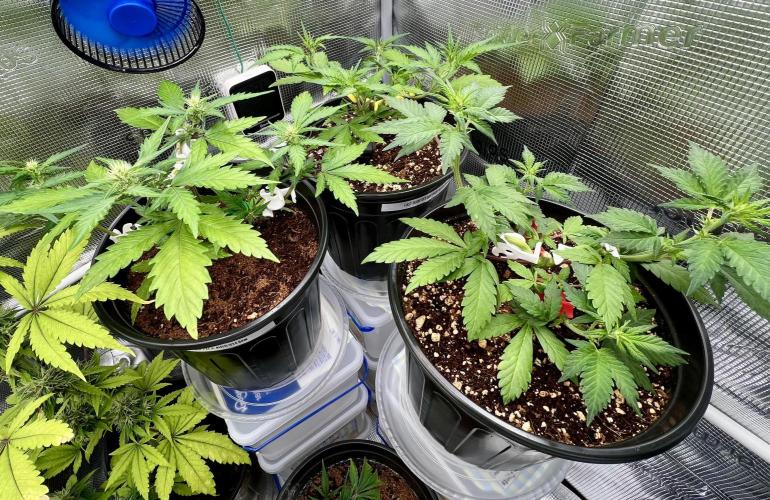 🔥📦RF3 AUTO by Fast Buds. Week 6 - 3/30 4am