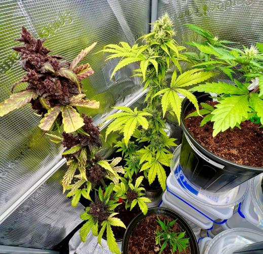 🥊🥧🍧🐐☕️🐓🔩🍌. Week 17 - 3/30 Pink Kush CBD, CBG Relief by Seedsman