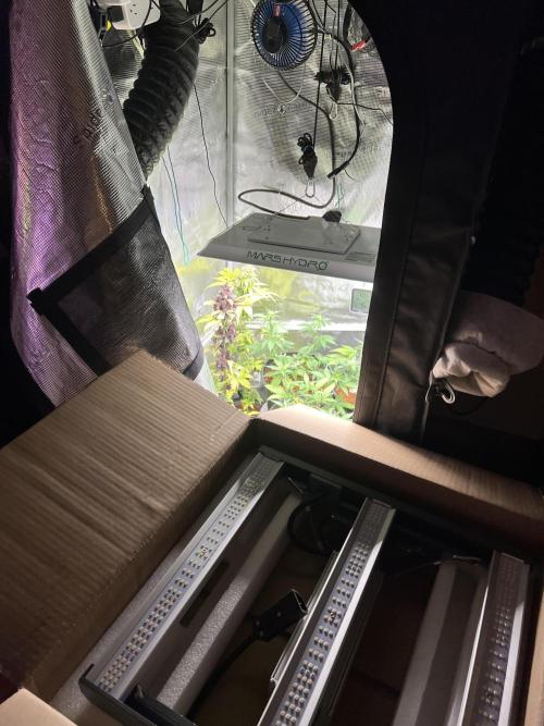 🔥📦RF3 AUTO by Fast Buds. Week 6