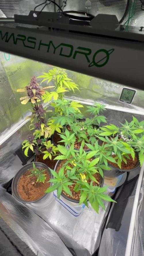 🔥📦RF3 AUTO by Fast Buds