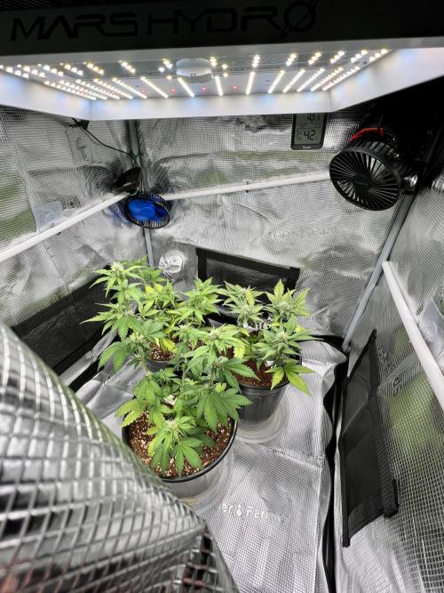 🔥📦RF3 AUTO by Fast Buds. Week 7