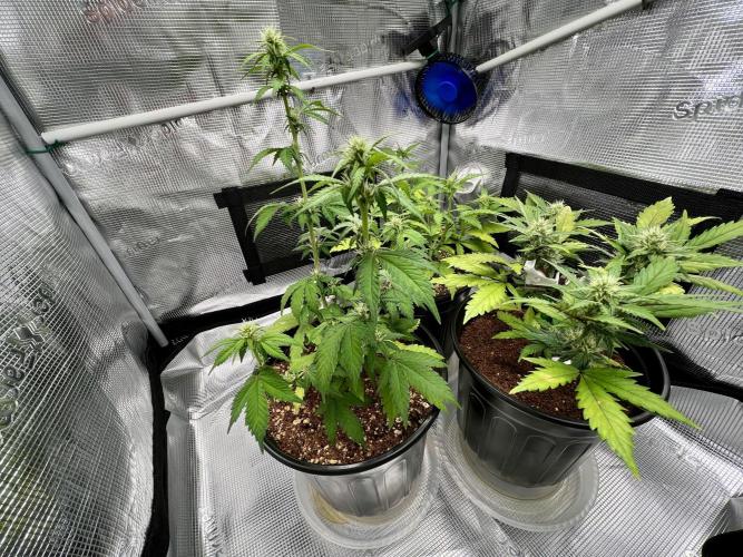 🔥📦RF3 AUTO by Fast Buds. Week 7