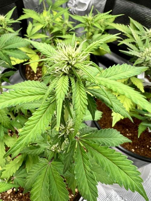 🔥📦RF3 AUTO by Fast Buds. Week 7