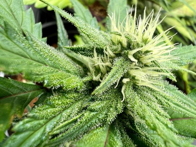 🔥📦RF3 AUTO by Fast Buds. Week 7
