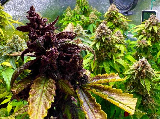Montel tragic rise fall of Jar Jar Binks. Week 16 - Pink Kush CBD Auto front
