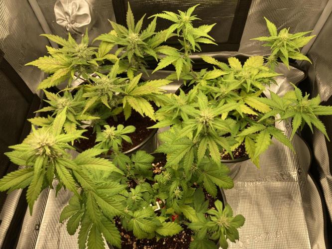 🔥📦RF3 AUTO by Fast Buds. Week 7 - 4/9 12pm