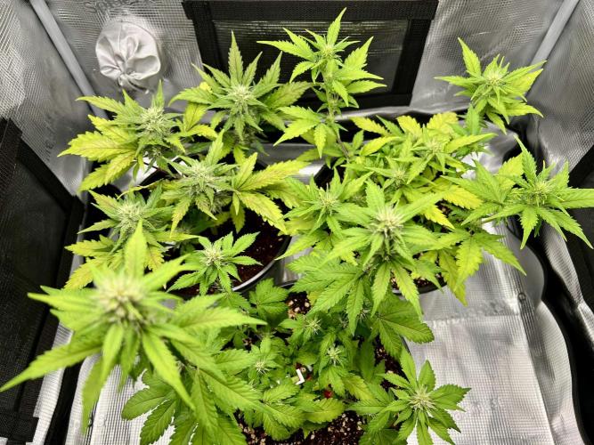 🔥📦RF3 AUTO by Fast Buds. Week 7 - 4/10 11am