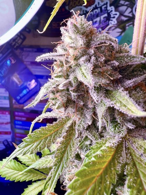 🥊🥧🍧🐐☕️🐓🔩🍌. Week 19